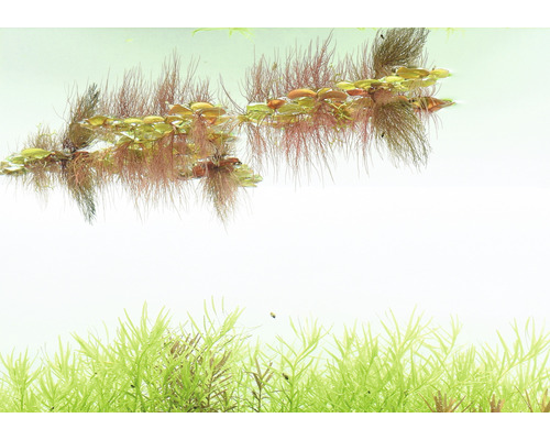 Akvarijné rastliny vo vode