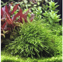 Akvarijná rastlina s jemnými zelenými listami