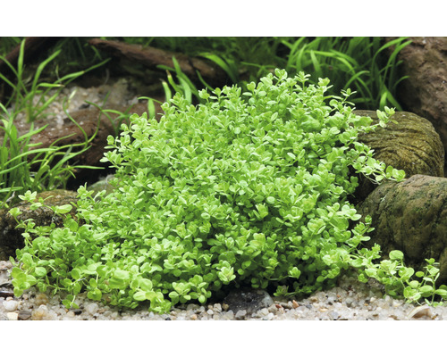 Akvarijná rastlina s malými listami v akváriu