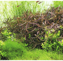 Detail akvarijných rastlín