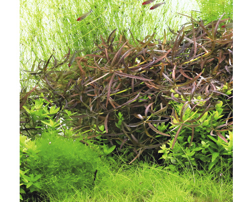 Detail akvarijných rastlín