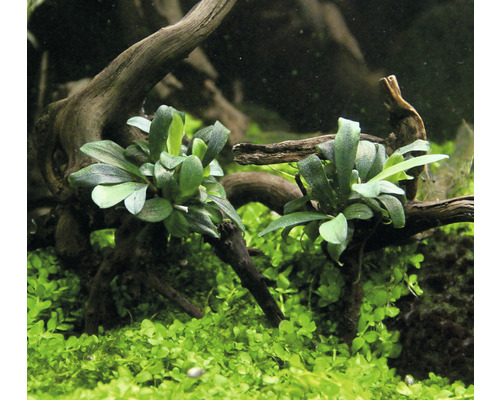 Akvarijné rastliny so zelenými listami a dekoráciou z koreňového dreva