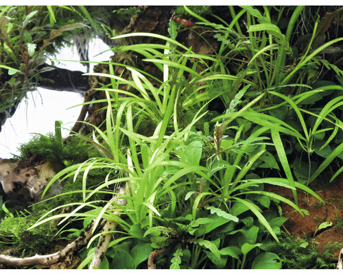 Akvárium s rôznymi vodnými rastlinami