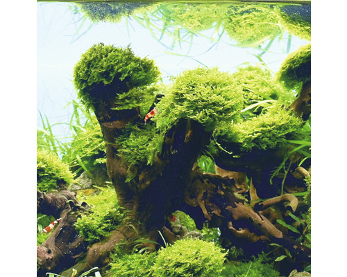 Pohľad na akvárium s koreňovým drevom a machom