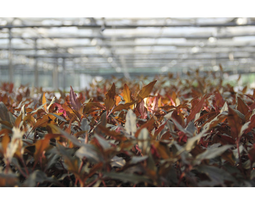 Sadenice v skleníku