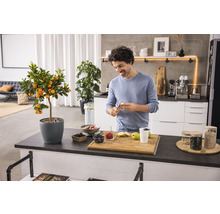 Muž pripravuje jedlo v modernej kuchyni s citrusovým stromom v kvetináči