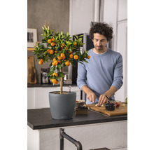 Mandarínkovník v kvetináči vedľa osoby krájajúcej ovocie