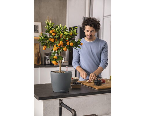 Mandarínkovník v kvetináči vedľa osoby krájajúcej ovocie