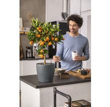 Mandarínkovník v kvetináči na kuchynskej linke s mužom jediacim v pozadí