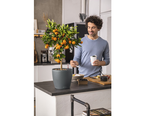 Mandarínkovník v kvetináči na kuchynskej linke s mužom jediacim v pozadí