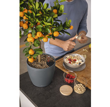 Mandarínkovník v kvetináči vedľa müsli na pracovnej doske