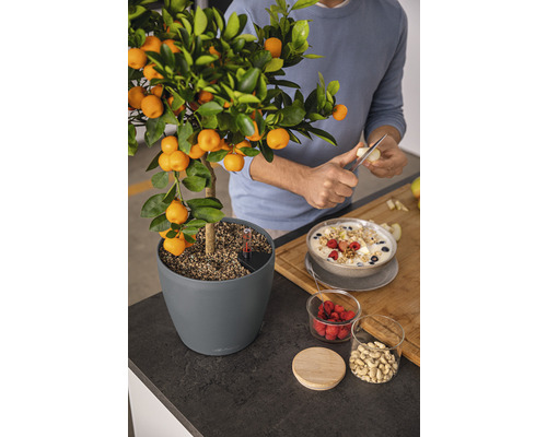 Mandarínkovník v kvetináči vedľa müsli na pracovnej doske