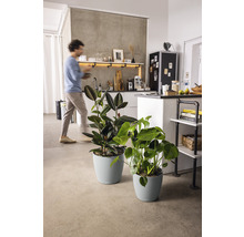 Dve izbové rastliny v zodpovedajúcich kvetináčoch v modernej kuchyni.