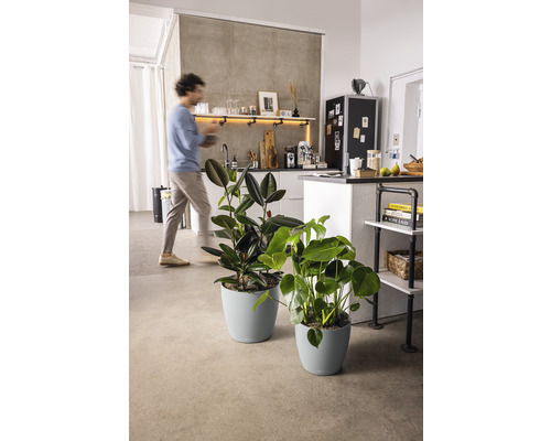 Dve izbové rastliny v zodpovedajúcich kvetináčoch v modernej kuchyni.