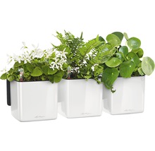 Tri biele kvetináče s rôznymi rastlinami a indikátormi zavlažovania