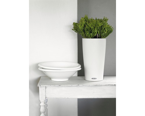 Dekoratívna scéna s kvetináčom, rastlinou a miskami na stole