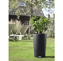 Rastlina v rebrovanom valcovom kvetináči v záhrade