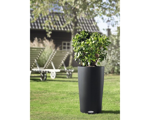 Rastlina v rebrovanom valcovom kvetináči v záhrade