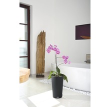 Kúpeľňa s orchideou v čiernom kvetináči