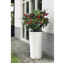 Rastlina s červenými plodmi v bielej nádobe