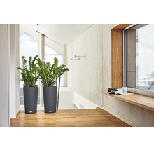 Dve izbové rastliny v sivých kvetináčoch na chodbe s drevenou podlahou