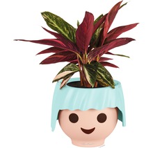 Rastlina v kvetináči s tvárou