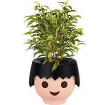 Izbová rastlina v kvetináči s tvárou