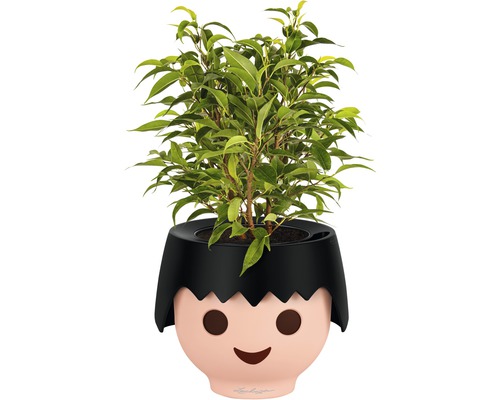 Izbová rastlina v kvetináči s tvárou