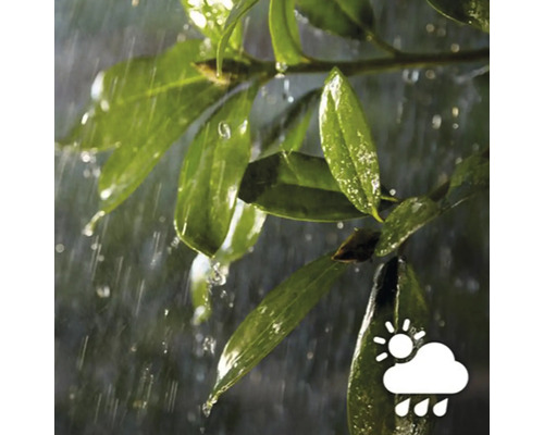 Dážď na zelených listoch