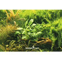 Scéna akvarijných rastlín s rôznymi vodnými rastlinami a kusom dreva