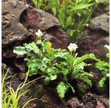 Akvarijná rastlina so zelenými listami a bielymi kvetmi medzi kameňmi