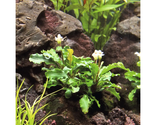 Akvarijná rastlina so zelenými listami a bielymi kvetmi medzi kameňmi