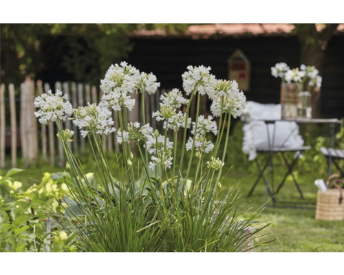 Africká ľalia v záhrade