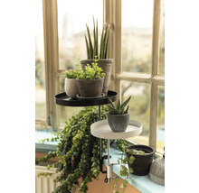 Kvetinový stolík s rôznymi izbovými rastlinami na parapete