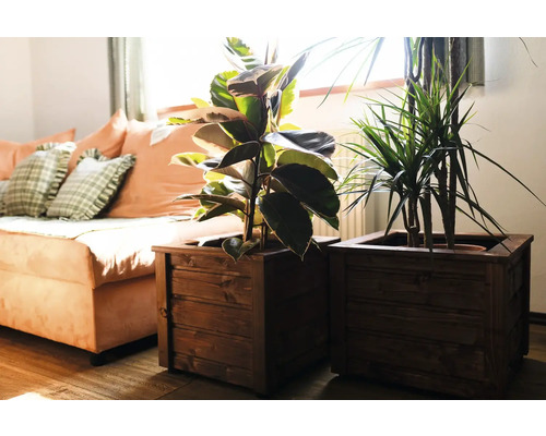 Dve izbové rastliny v hnedých drevených kvetináčoch vedľa pohovky.