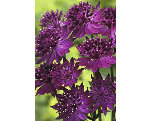 Hviezdna zmes záhradná kráska