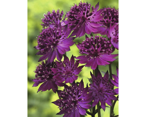 Astrantia major rastlina s purpurovými kvetmi