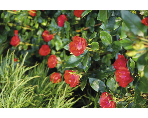 Detailný záber červených ruží so zelenými listami v záhrade.