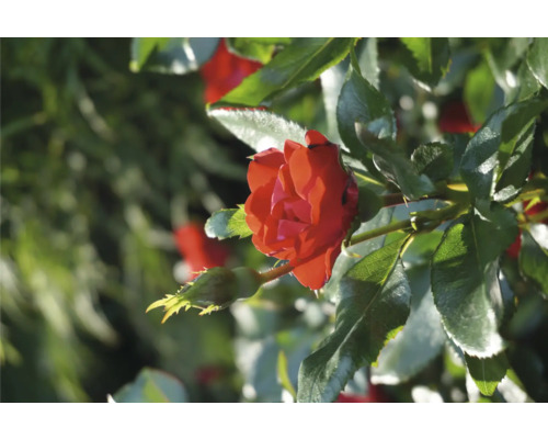 Detail červenej ruže v záhrade.