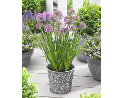 Kvetiny póru v dekoratívnom kvetináči na terase