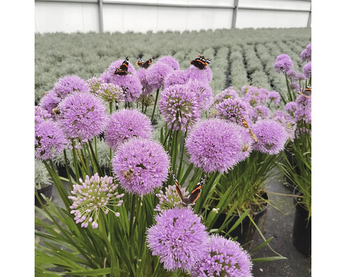 Okrasný cesnak s motýľmi a včelami