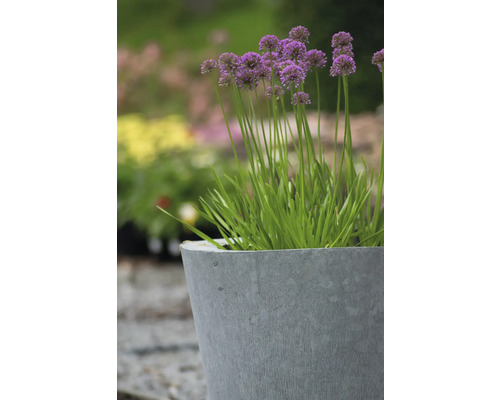 Kvitnúci okrasný cesnak v kvetináči