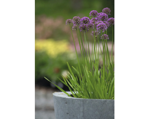 Okrasný cesnak v šedej nádobe na rastliny