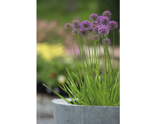 Okrasný cesnak v kvetináči