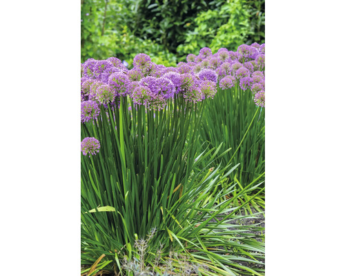 Kvitnúci okrasný cesnak v záhrade.