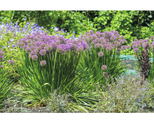 Kvetinový záhon s okrasnými rastlinami cesnaku