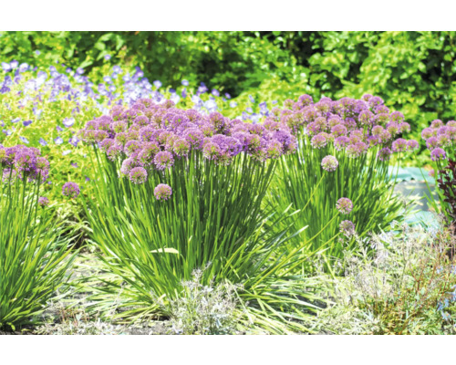 Kvitnúci okrasný cesnak v záhone