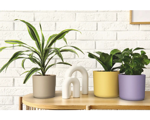 Ozdobné izbové rastliny v kvetináčoch na stole pred stenou.