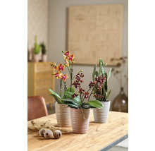 Tri izbové rastliny v kvetináčoch na drevenom stole.