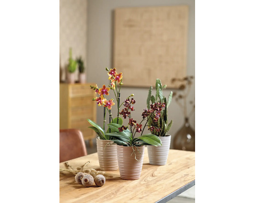 Tri izbové rastliny v kvetináčoch na drevenom stole.